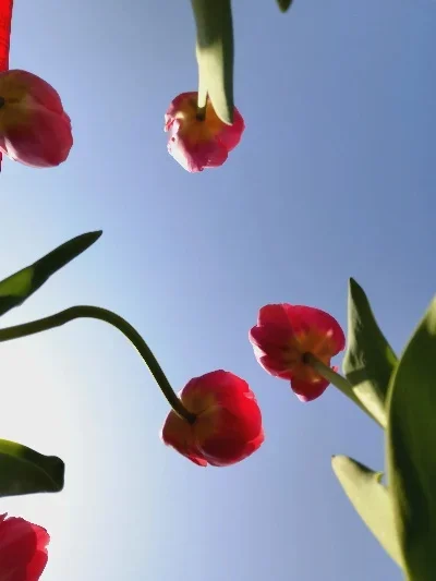 

For TRXS 1/10 MAXX 89086-4 -89076-4 Aluminum Alloy Main Tooth Protection Cover RC