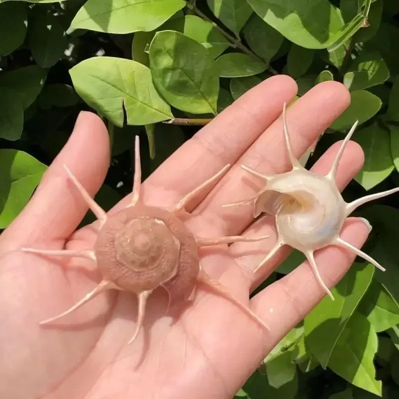 Natural conch shell specimen snail fish tank aquascape decoration