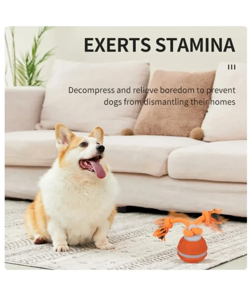 Thumbnail 4 - #30 Trending Dog Fetch Toys Right Now