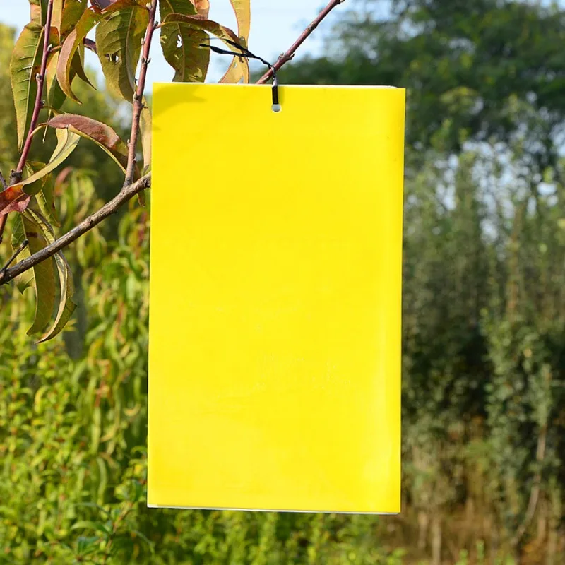 7,87 Zoll Armyworm Board Yellow Board doppelseitige Kammerjäger-Trap-Boards zum Fangen kleiner fliegender Insekten Fan Fruit Fly Trap