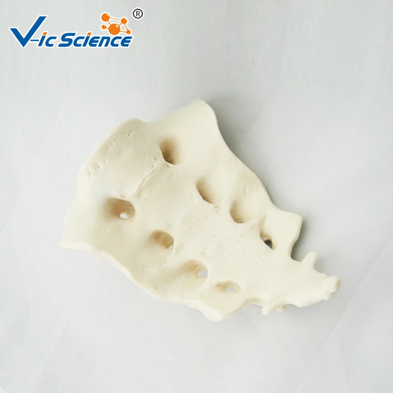 Spine Anatomical Model Life-Size Vertebral Column Disarticulate Model