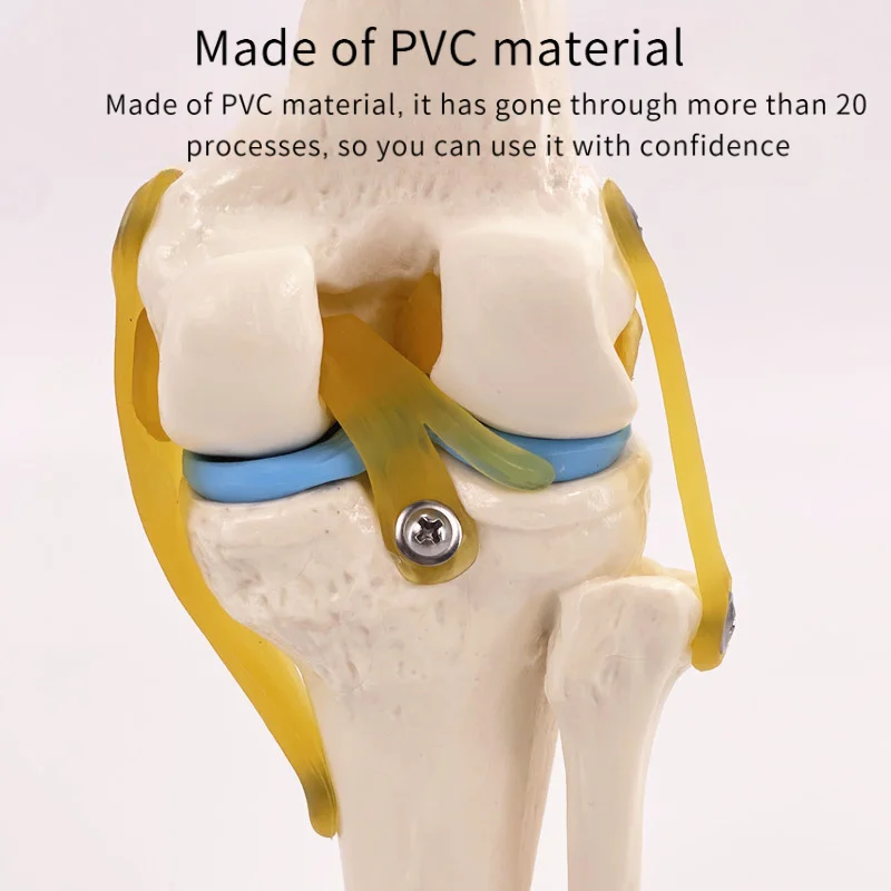 1:1 Life-Size Human Knee Joint Anatomy Model with Ligaments & Patella, Medical Teaching Aid