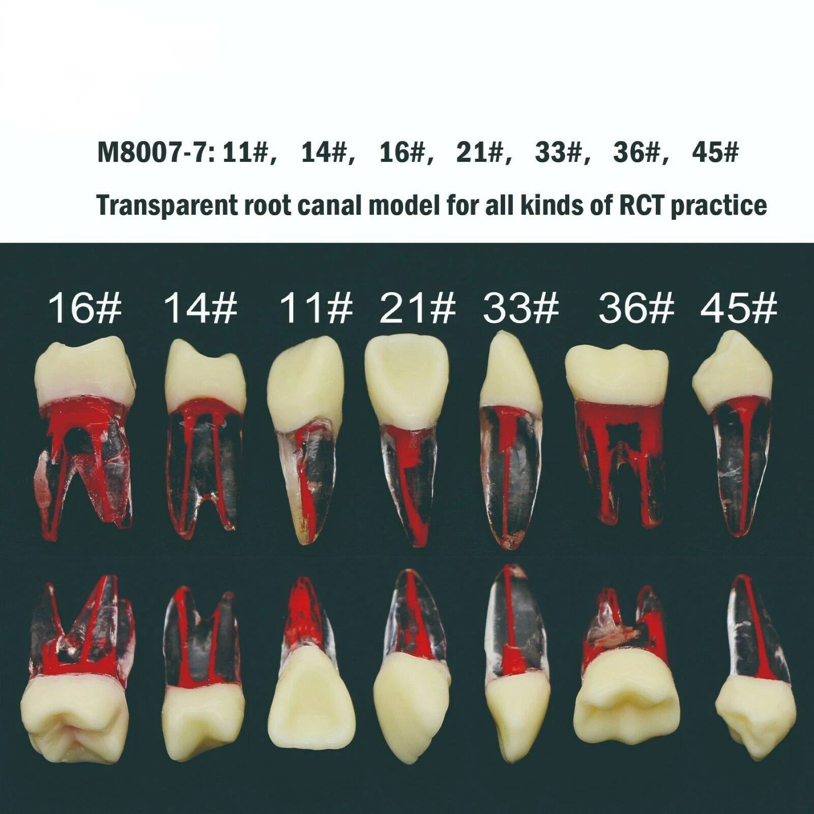 Estudio de Canal radicular Dental, modelo de canal radicular Endo para todo tipo de práctica RCT/MTA