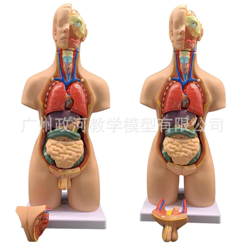 19parts 55cm Human Torso Model Assembled Medical Heart Lung Liver stomach Anatomy Body Bisexual Anatomical Science Educational