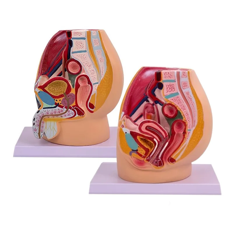 

Модель таза для мужчин и женщин, гентилинарная система, образец среды, анатомическая модель, медицинское науковое обучение