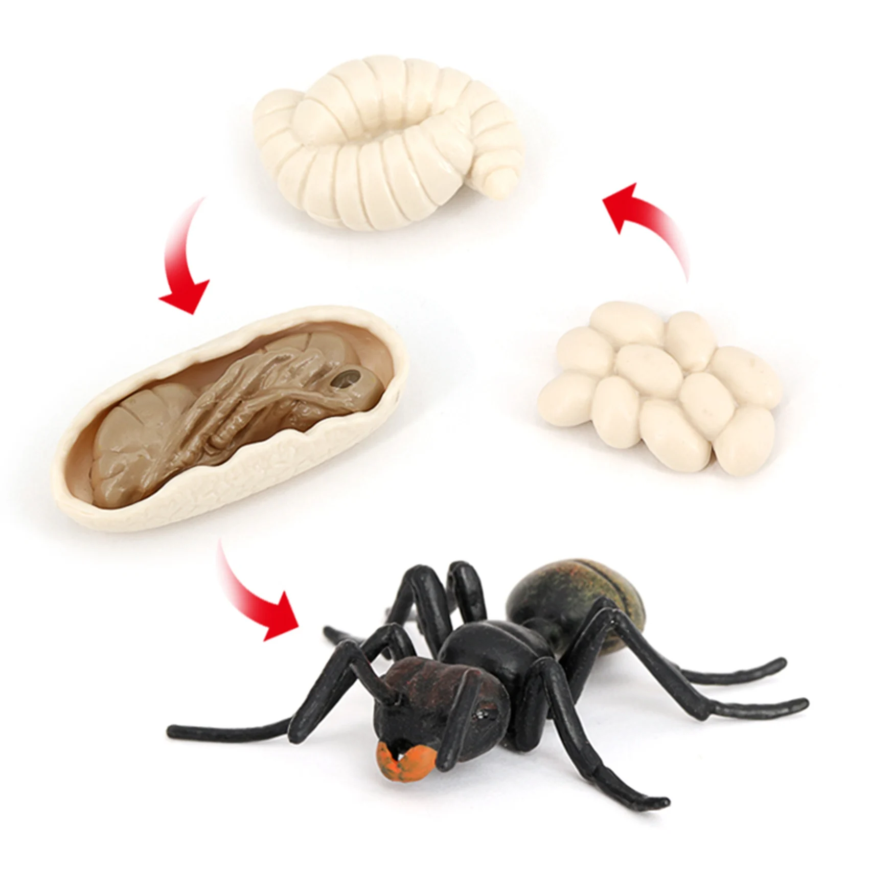 Simulation Ants Animal Life Cycle Insect Growth Cycle Model Life Action Figures Educational Kids Toys Black Ants