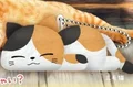 Calico cat