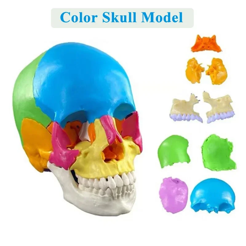 

Human Skull Bone Model with 22 Removable Parts Anatomy Teaching Demo Learning Modules for Hospital Schools