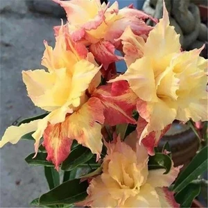 Sideboard für Holzholzmöbel mit wüstenrosa Blumen 6 Hauptmöbelverkäufe der gebrauchten Möbel - №1