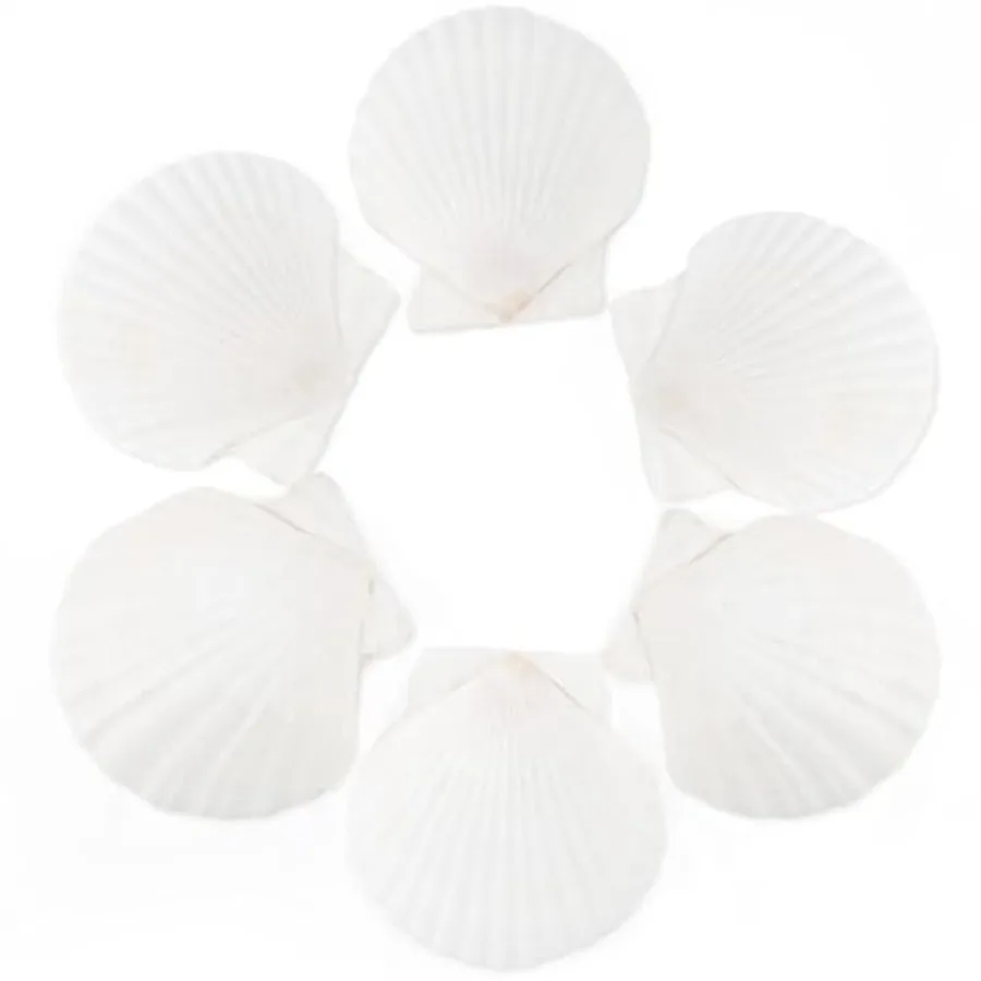 

6pcs 4-5ih Scallop Shells for Crafts tural Large Scallop Sea Shells for Crafting Seashells Beach Decorations for Home Beaching