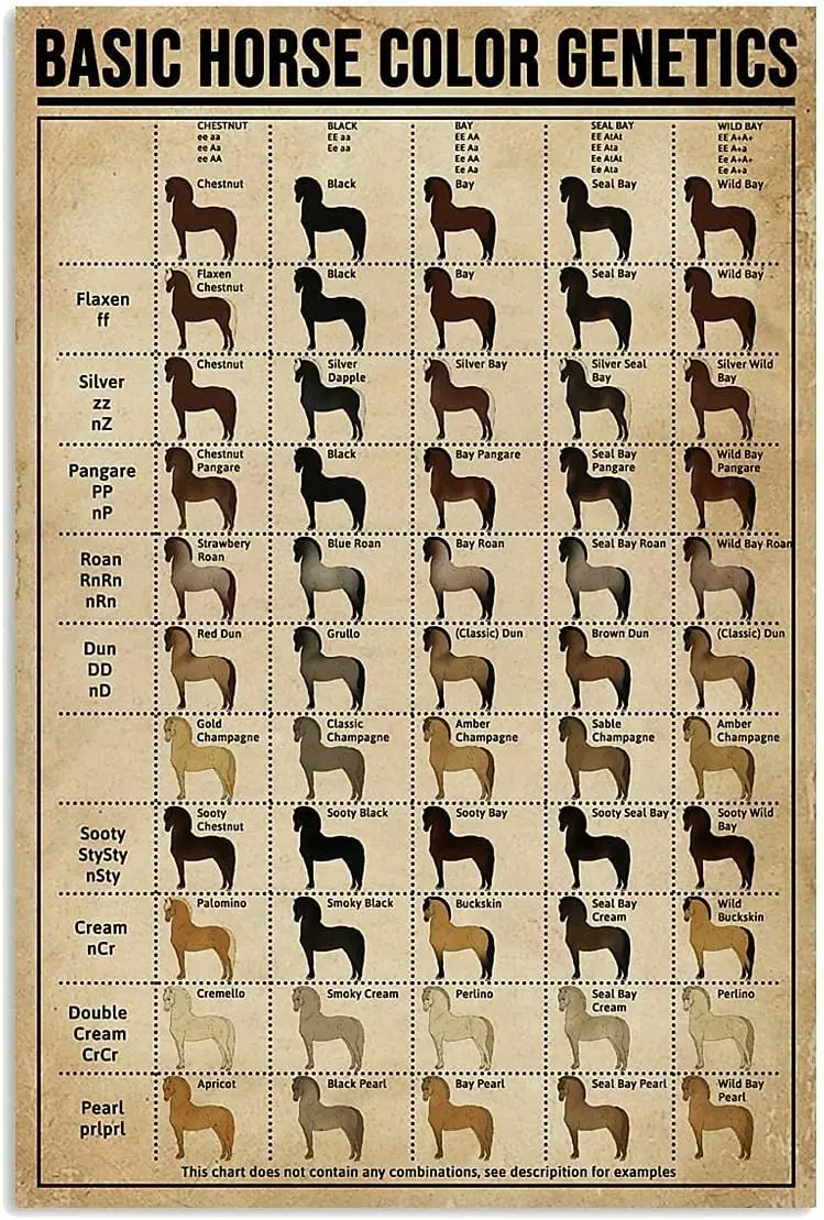 Basic Horse Color Genetics Retro Tin Sign Street Garage Bedroom Bar People Cave Farm Bathroom Wall Decoration Crafts Metal Tin S