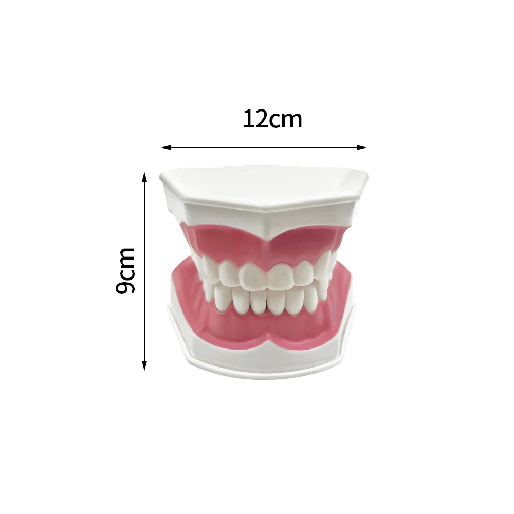 Standardowe Model zęba dentystyczne do mycia zębów, pokazując i ćwicząc Model zęba szczotkowania dla dzieci