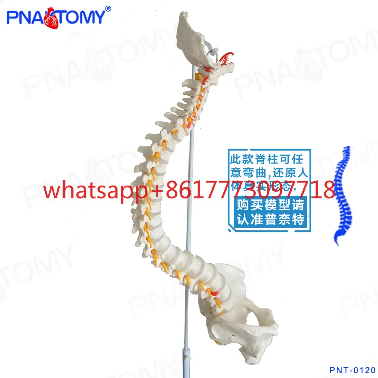 New Human Spine Model Human Skeleton Model Bendable