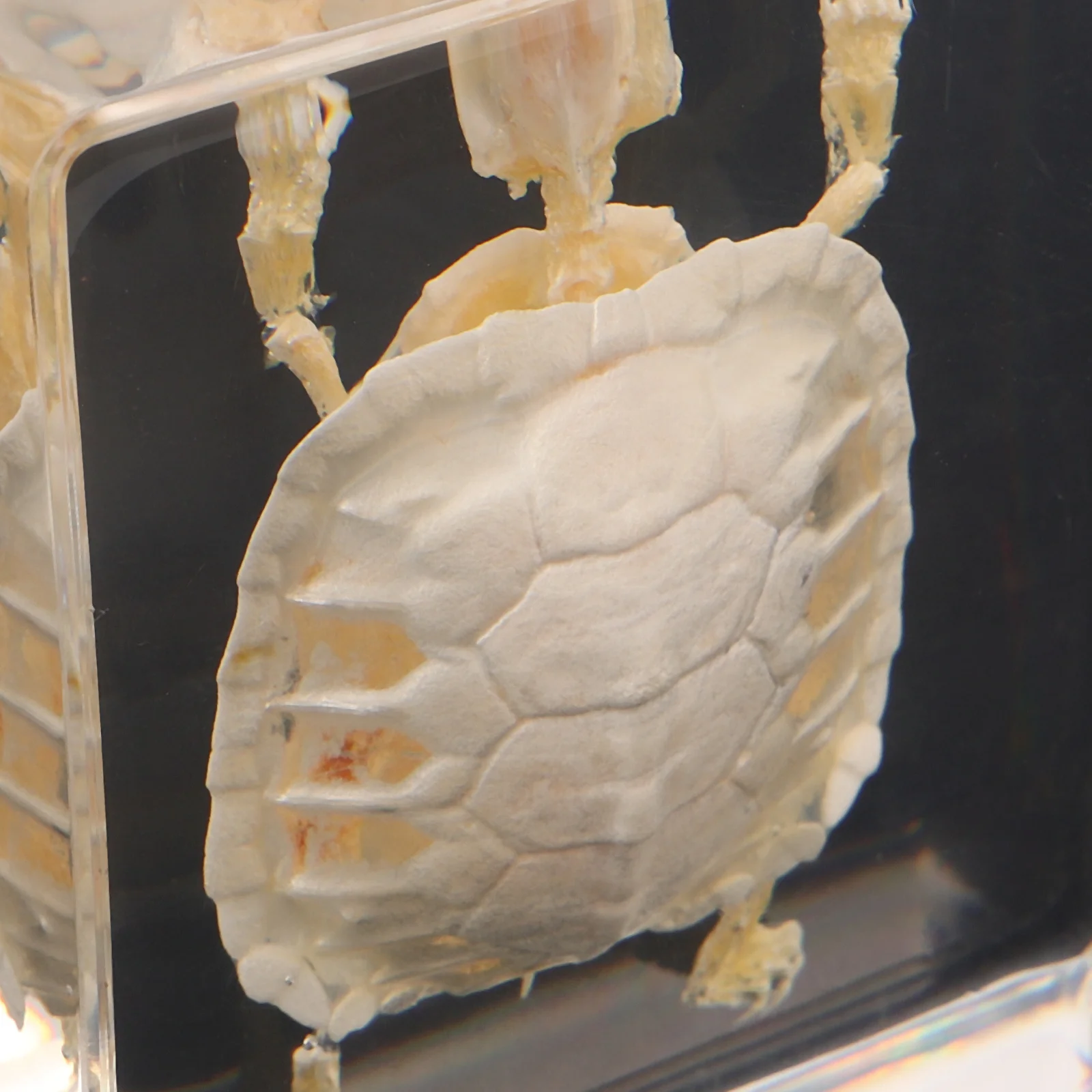 Esemplare di tartaruga brasiliana Visualizzazione di ossa di animali conservate per l'educazione scientifica Decorazioni per l'aula Apprendimento della biologia