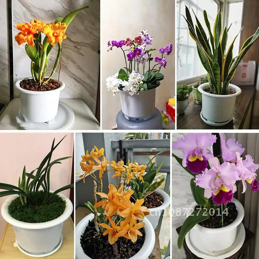 Meshpot 20cm Plastic Orchid Pot Flower Pot Garden Pot Root air Planter Activity Quantity Home Decor,Enhance Good and Holder