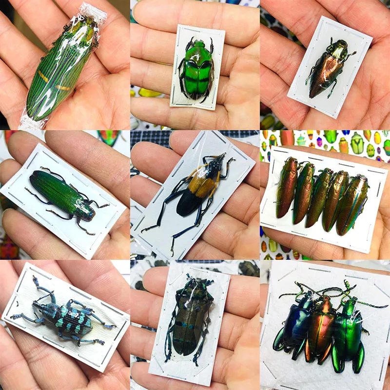 Alone Beetle Insect Specimen Real Beetle Cognition Animal Optional Spade Beetle Teaching Research Education Specimen Ornaments