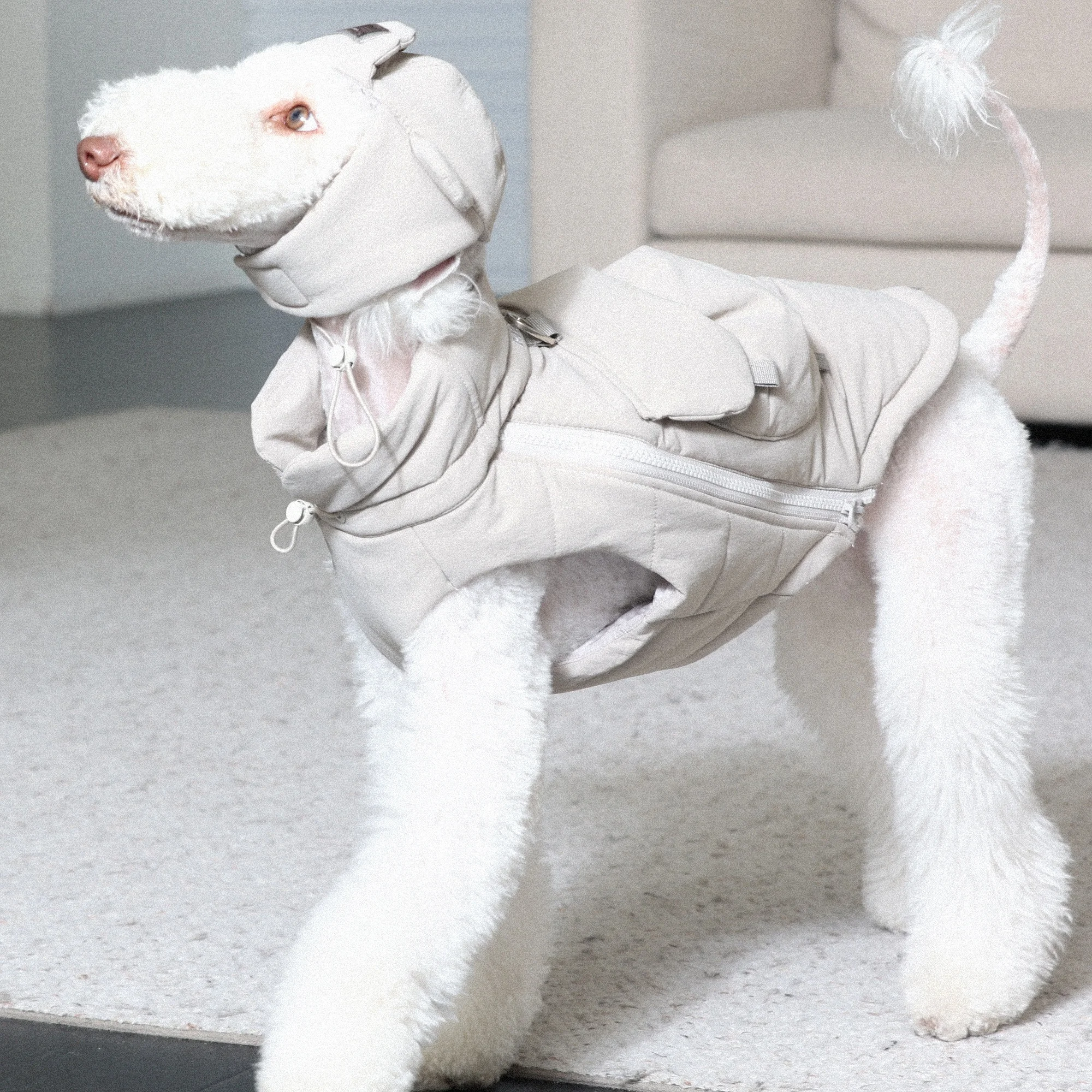 3M Three-Proof Thick Padded Vest Ear protect Hat Suit for Bedlington Dog Grey Waterproof Coat for Italian Greyhound Korean Style