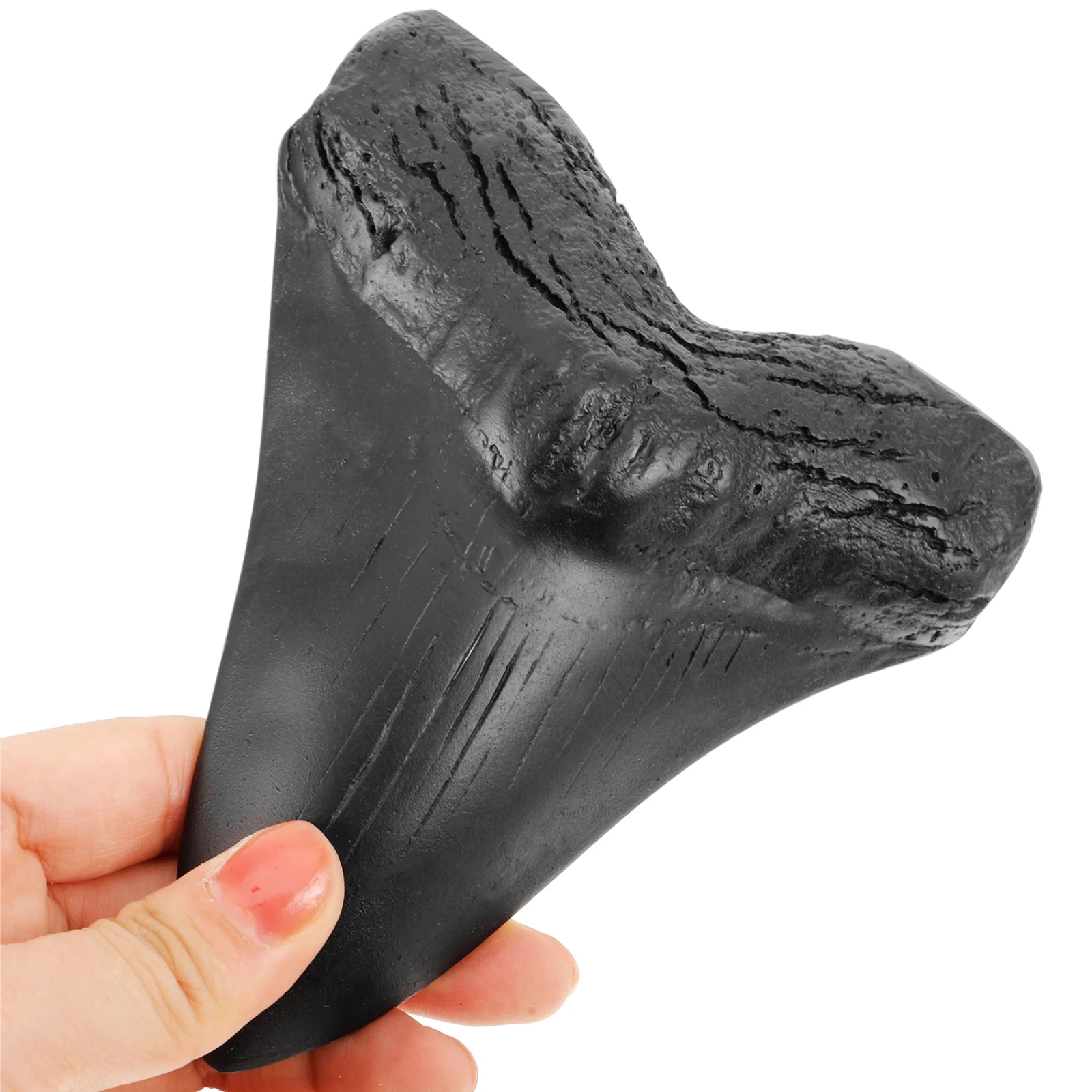 Megalodon Tooth Resin Teeth Craft Decor Novelty Home Decorate Black Sample Paleontology Student