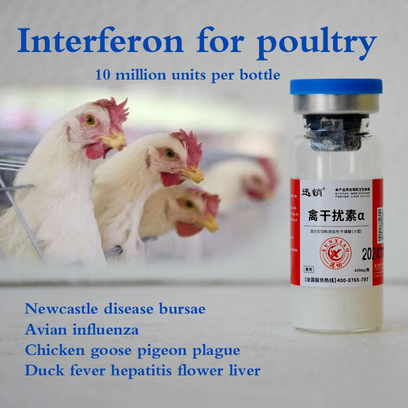 Poultry with interferon Newcastle Disease Avian influenza chicken goose pigeon plague hepatitis flower liver 420mg/ bottle