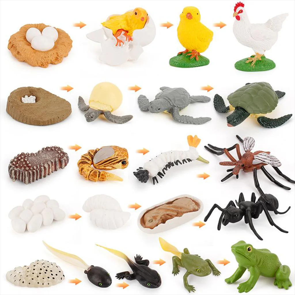 

Children's Animals Growth Cycle Figure Toy Playset Teaching Aids