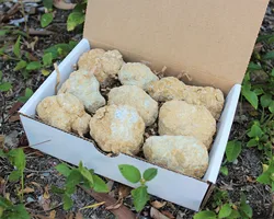Large Unopened Moroccan Crystal Gift Box, Break Your Own Geodes, 8-12 Pieces