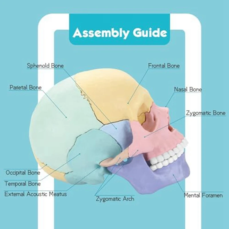 Modelo destacável do crânio humano para o ensino clínico, mini enigma anatomia humana, 1 conjunto