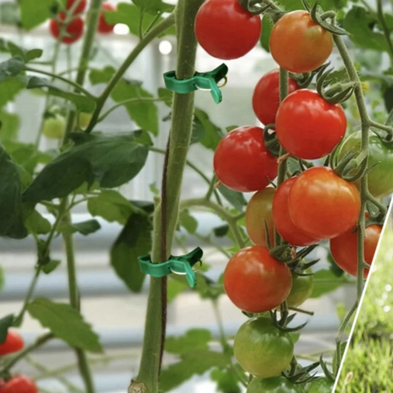 식물 지지대 클립, 고정 플라스틱 식물 클립, 등반 식물용 고정 클립, 재사용 가능 (120, 대형 + 소형)