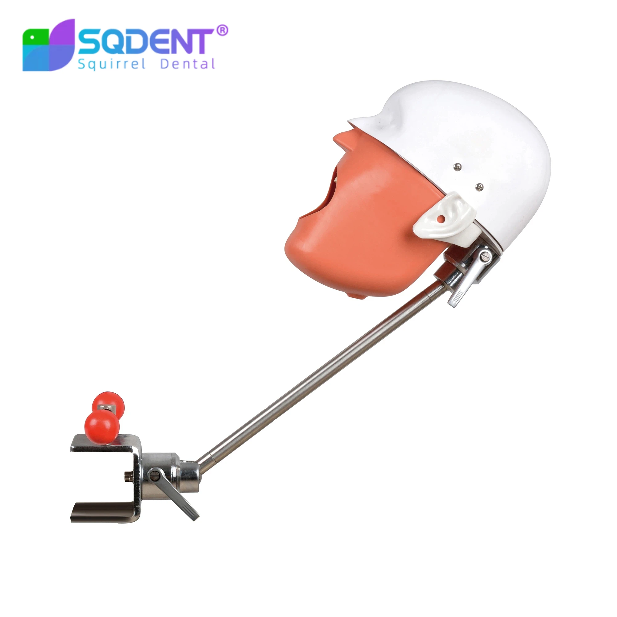 Dental Simulator Manikin Phantom Dental Models With New Style Bench Mount For Dentist Teaching Model 360-degree Adjustment Tool