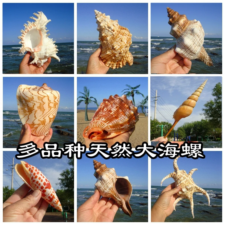 Natural Sea Snail Shell Thousand-handed Frog Snail Snail Fish Tank Landscaping