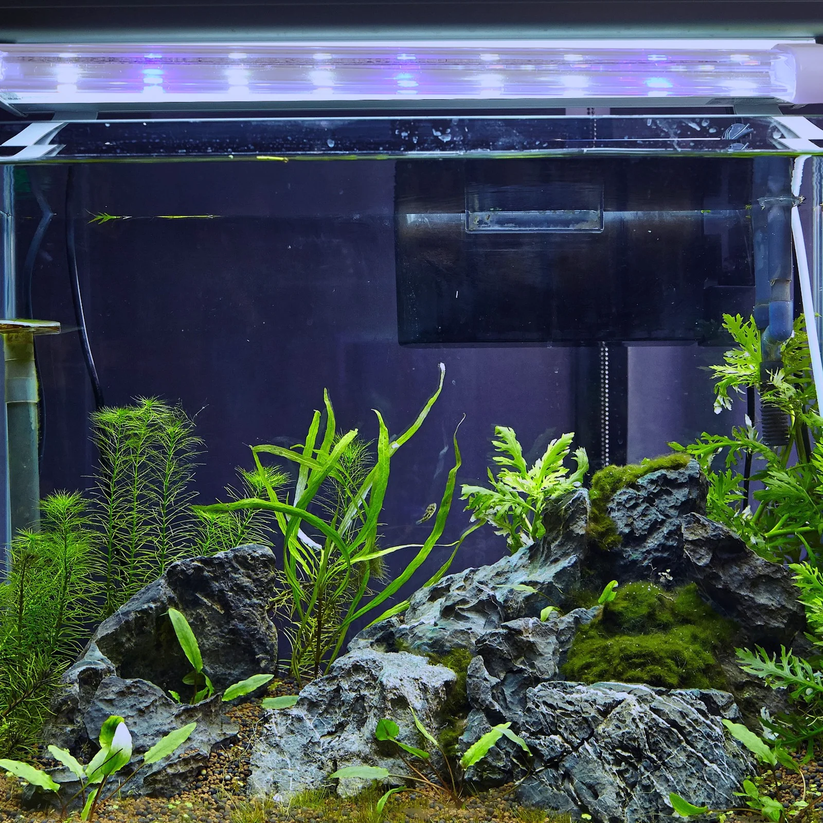 

1pc Clip Lamp Led Light High Brightness Energy Saving Long Lifespan Fish Tank Landscaping Light Supply Aquatic Plant Lighting