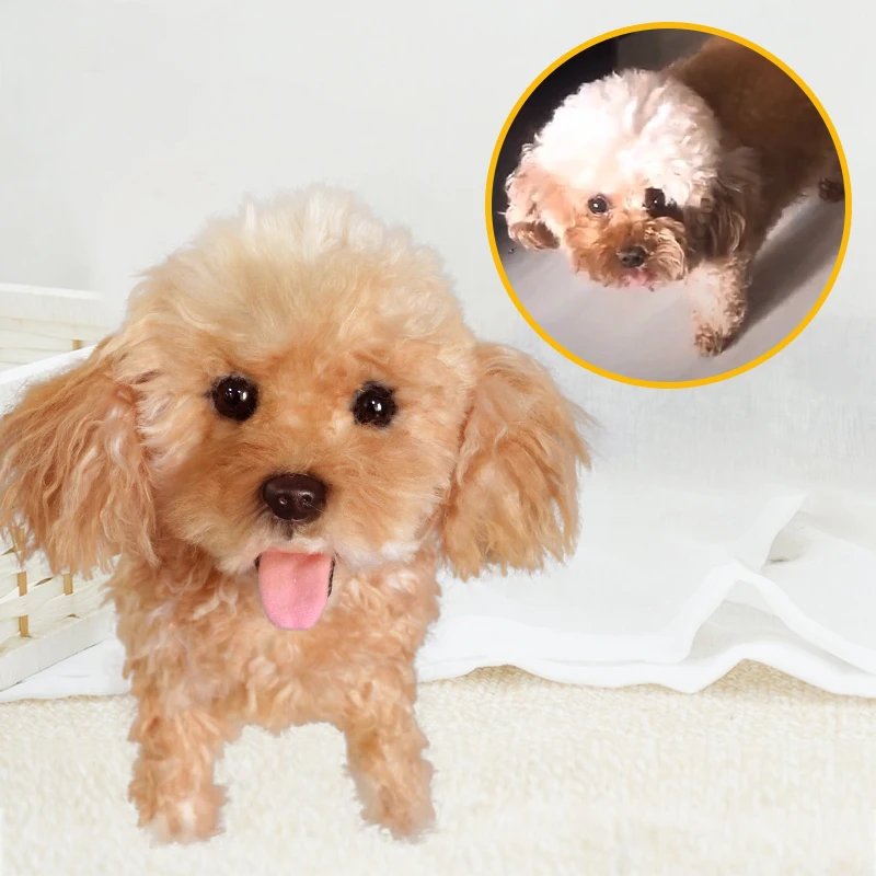 Dropshipping Gift Pet Commemorative Teddy VIP Exclusive Custom Handmade Simulated Cat and Dog Plush Toy Gift