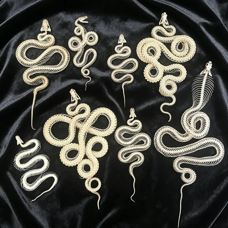 Unique Snake Skeleton Specimen, Real Animal Bone Specimen, Taxidermy