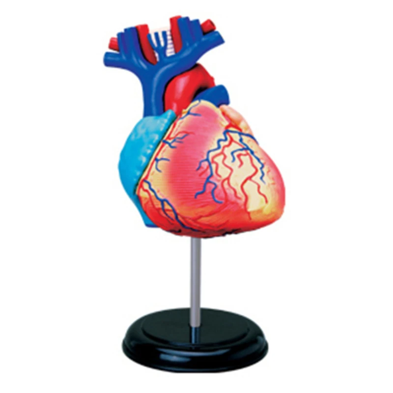 

4d Master Heart Human Body Organ Anatomical Medical Teaching Model Puzzle Assembling Toy