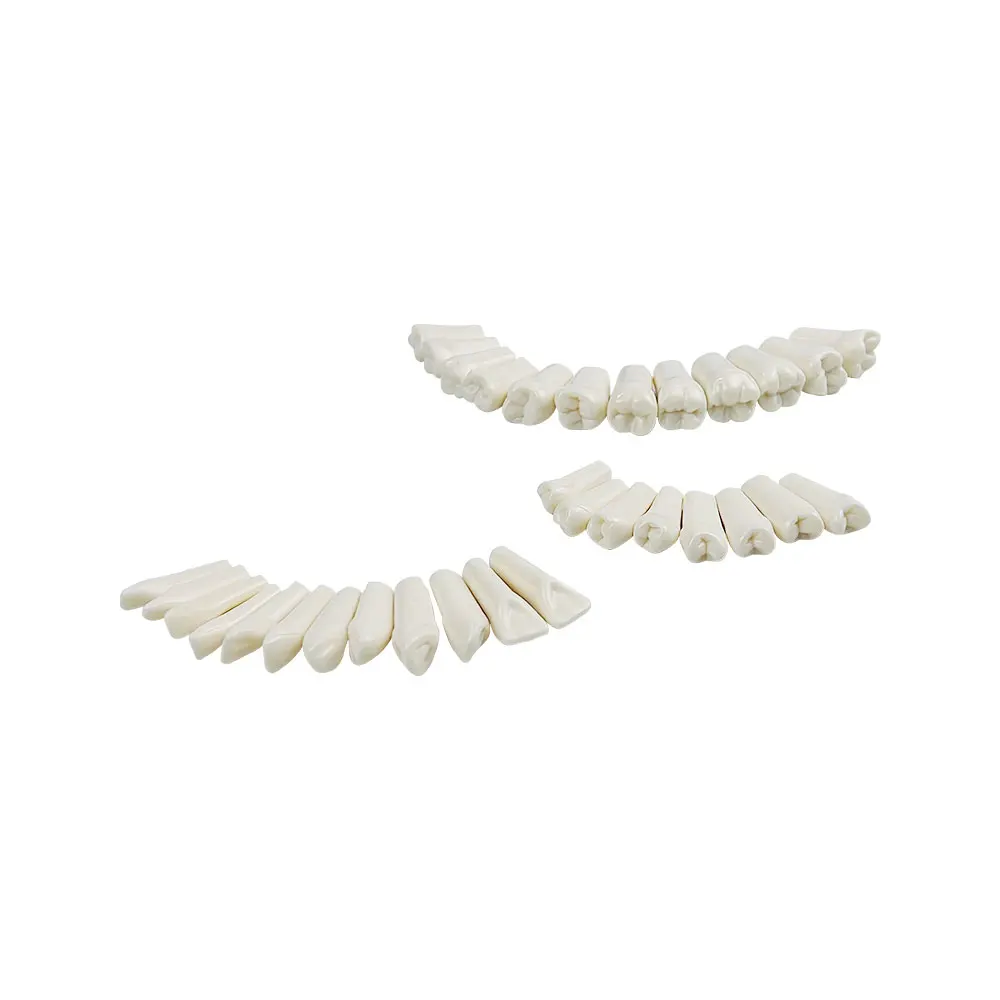 5pcs Replacement Teeth Compatible With NISSIN PRO-2001-UL-UP-FEM-32 Dental Teeth Model For Studying Training Practice Teaching