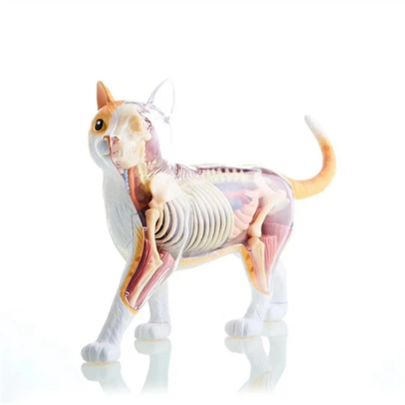 Animal Organ Anatomy Model 4D Cat Intelligence Assembling Toy Teaching Anatomy Model DIY Popular Science Appliances Easy Install