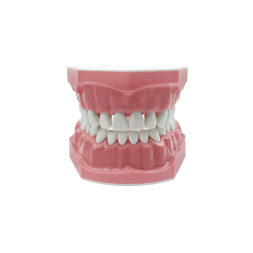 1pcs Plastic Teeth Model Dentist Education Demo Dentistry Models Dental Teaching Model Doctor Patient Communication