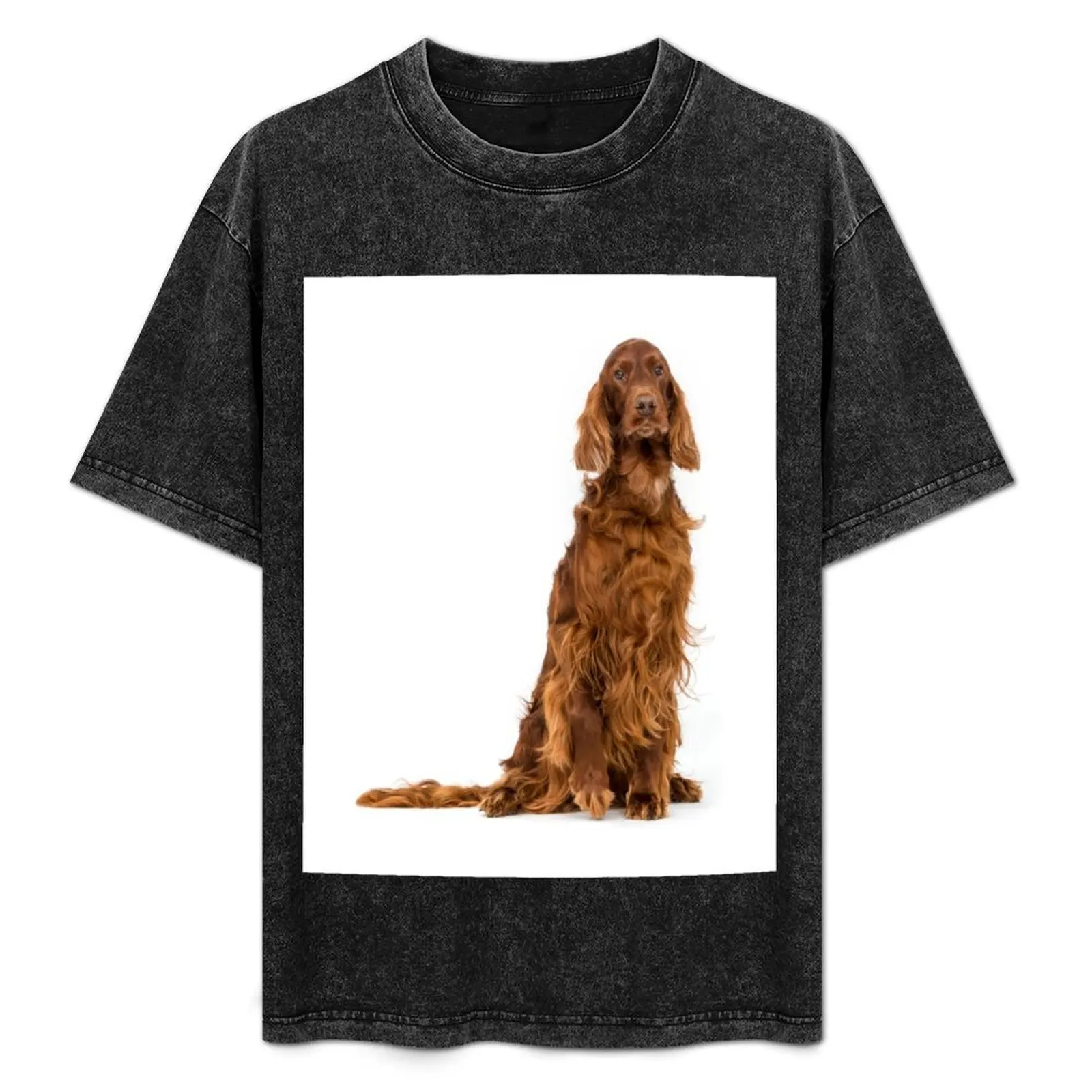 

Portrait of Irish Setter sitting T-Shirt Basic Comfort Fit T-Shirt for Men
