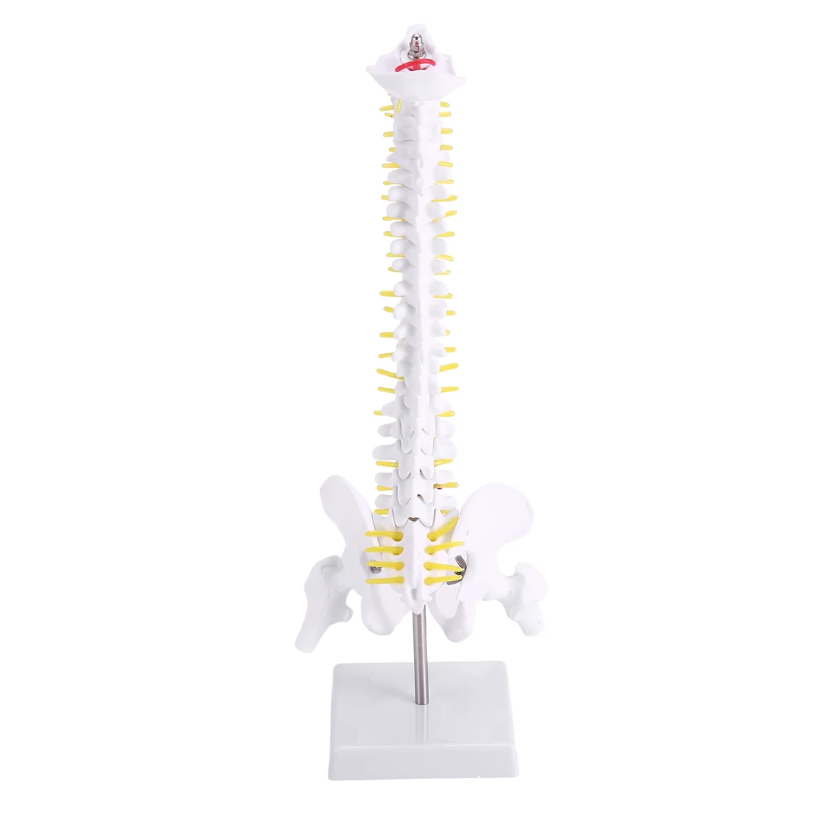 

45Cm Flexible 1:1 Adult Lumbar Bend Spine Model Humans Skeleton Model with Spinal Disc Pelvis Model Used for Massage ,Yoga