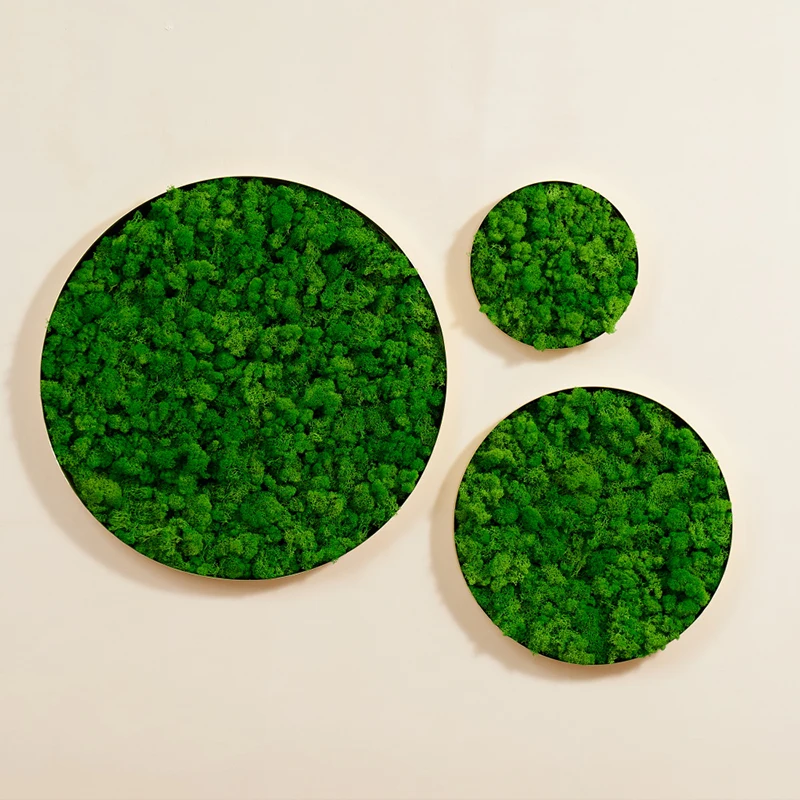 

3IN1 Real Moss Wall Art, Unique Wall Panel for Indoor,metal frame, Natural Green Wall Art,maintenance free vertical garden