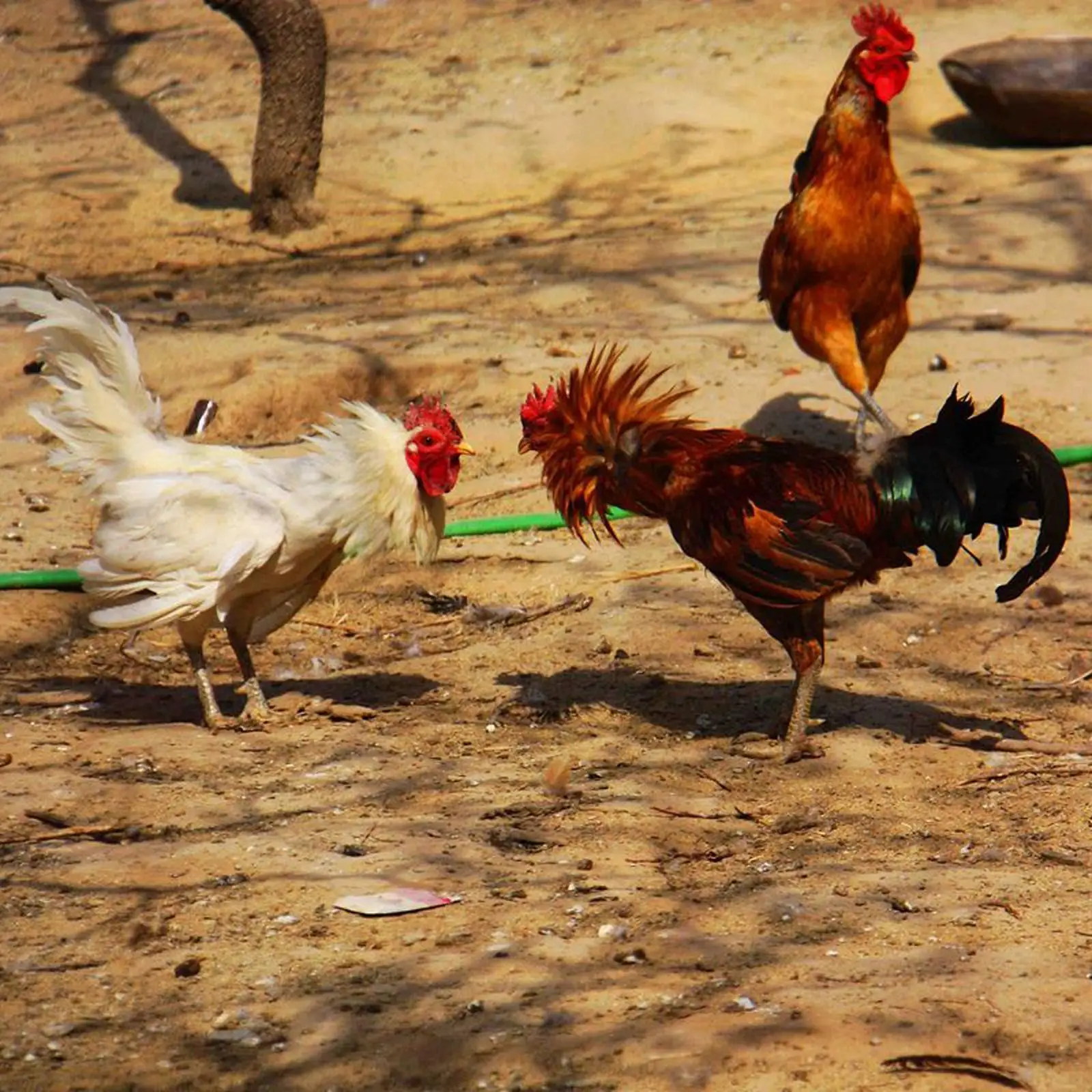 fighting Gamefowl Fighting Accessories Wrestling Farm Equipment Supplies Poultry Animals Fighting