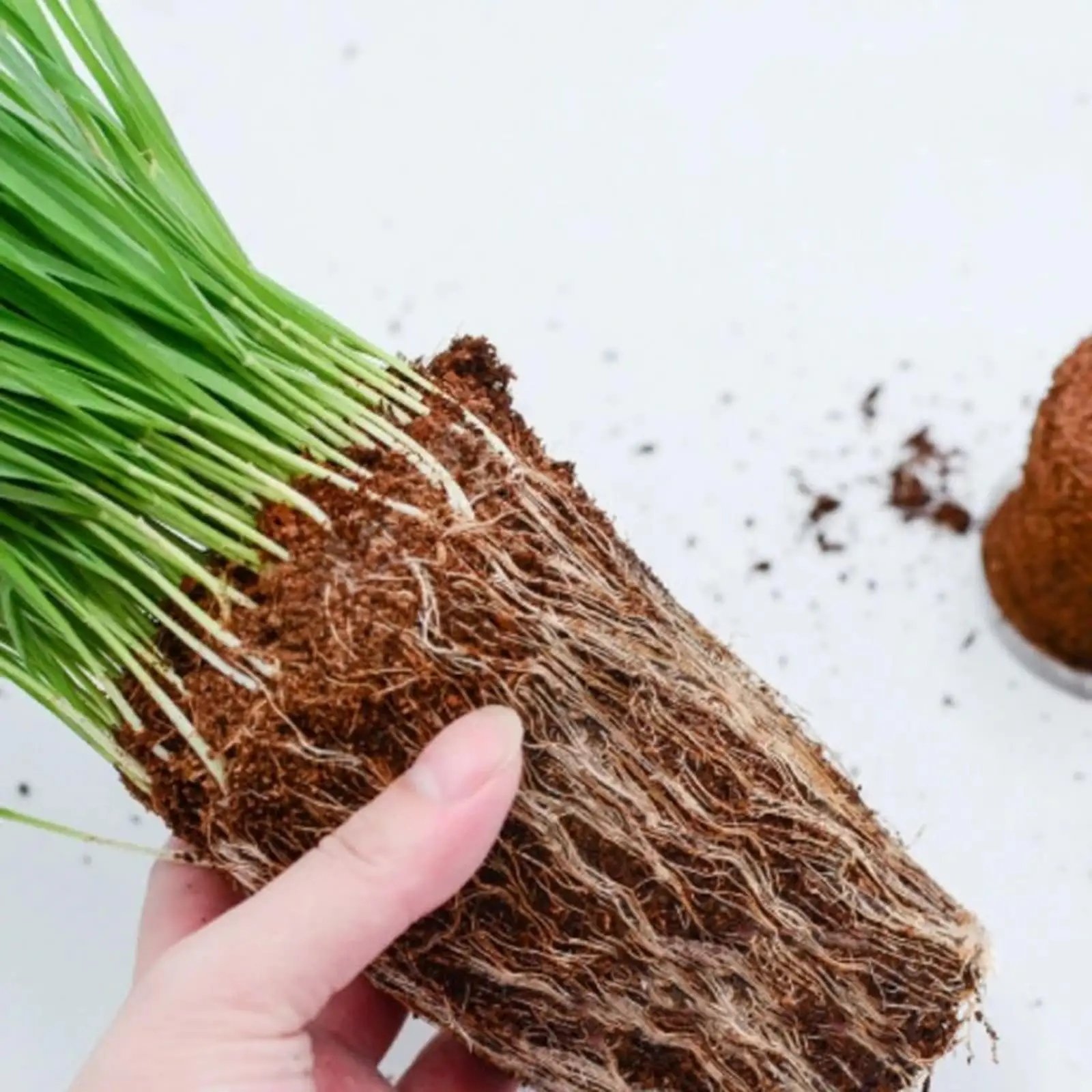 Compressed Coconut Coir Plant Coconut Fiber Potting Soil Soil for Vegetables Composting Hydroponics Gardening Plants