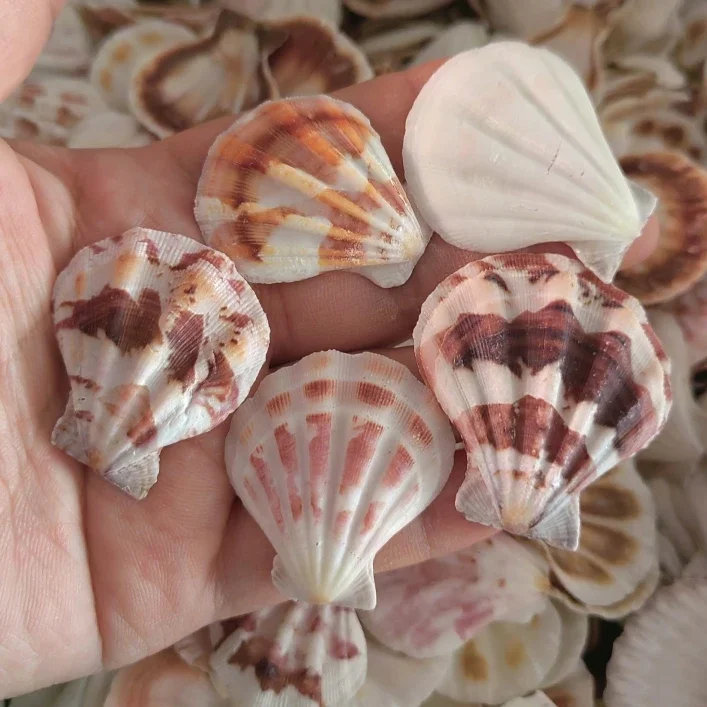 3-4CM Thick Scalloped Conch Conch Seashell for Fish Natural Decor Pattern Ocean Landscape Mediterranean Style 50PCs/Lot