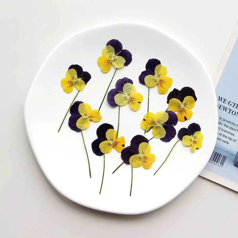 5-9cm/12pcs,nature Horned pansy branch,pressed flower mini decorative face flower DIY drop glue bookmark photo frame materials