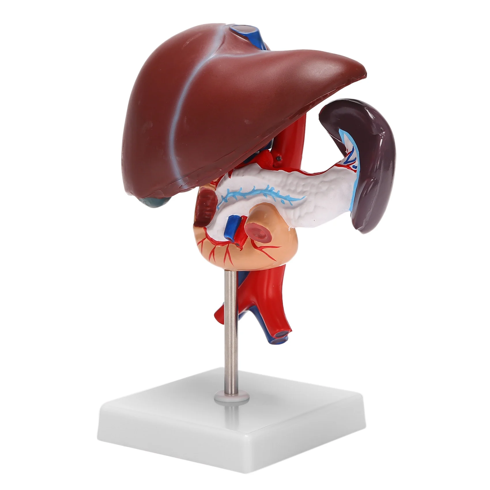 

Human Liver Pancreas Duodenum Anatomical Anatomy Model Model Life Size Structure Model of Liverspleen Blood Vessel