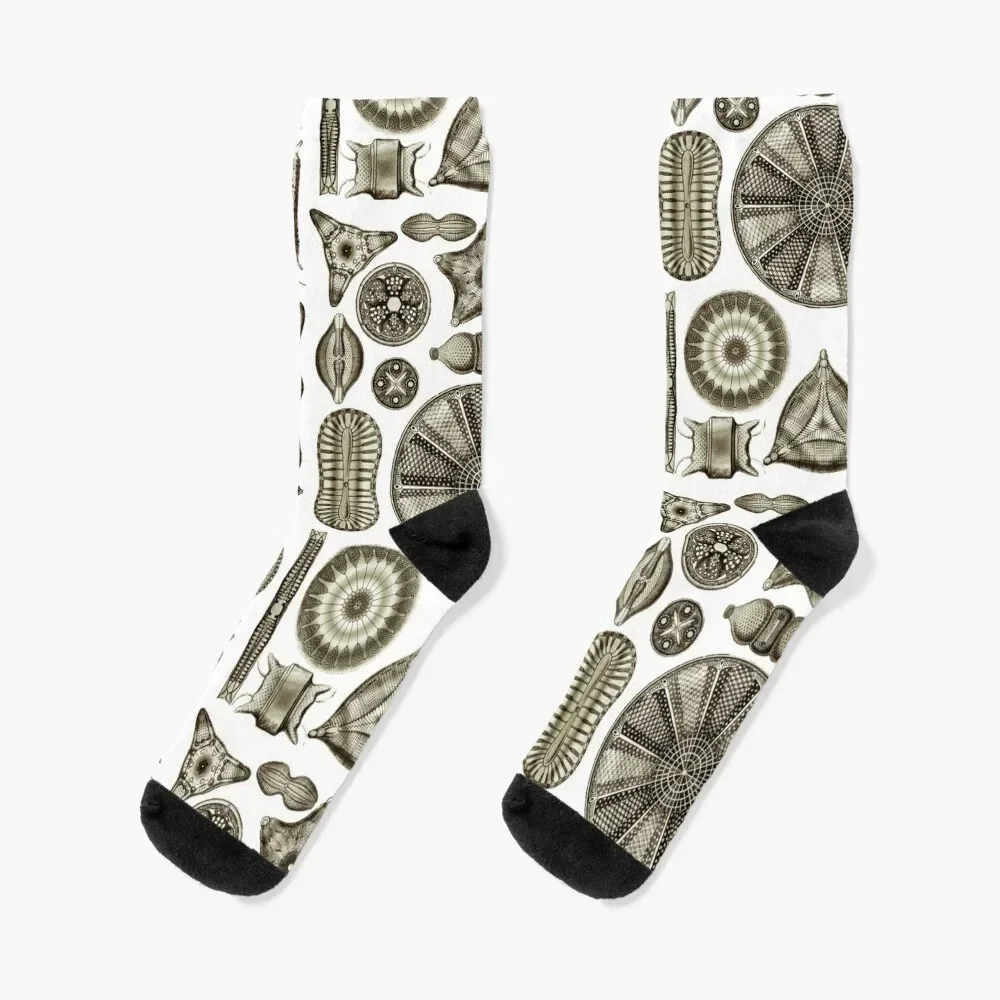 

Ernst Haeckel Diatoms Vintage Brown Socks anti slip football custom Socks Man Women's