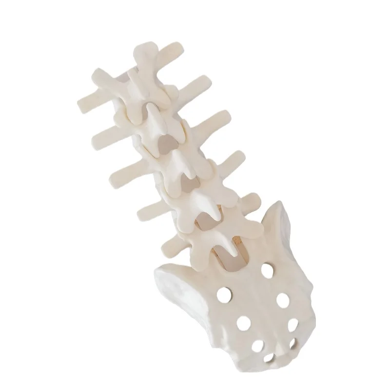 

Spinal and lumbar spine simulate bone solid foam Lumbar 1 to sacrum,Spinal cervical,occipital, Pelvic bone sawbones workshop