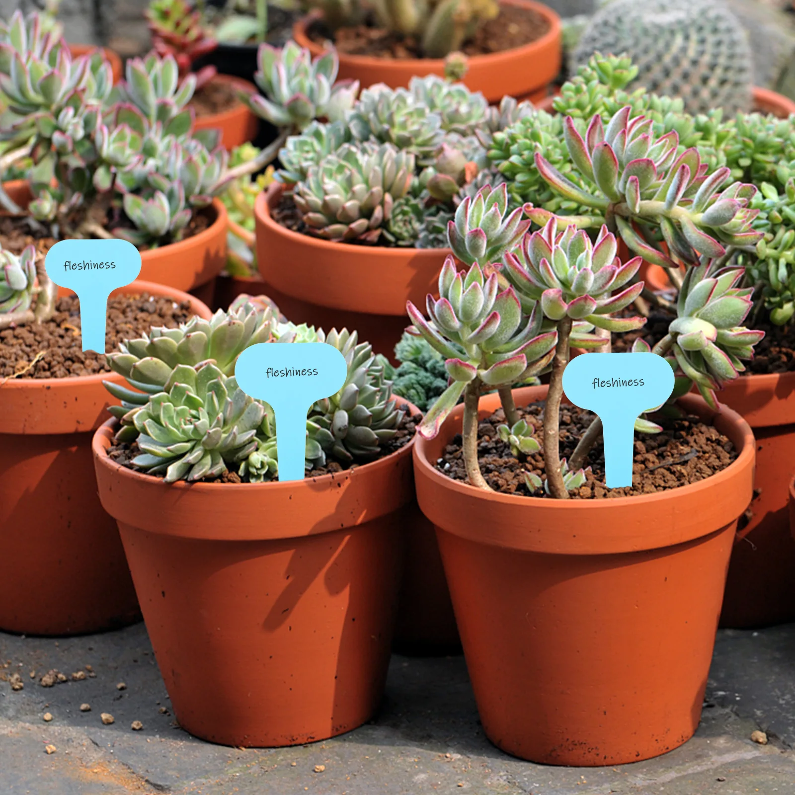 

100 Pcs Plant Markers Durable Plastic Garden Labels for Seedlings Easy to Read Modern Style Decorative Signs Plant Tags