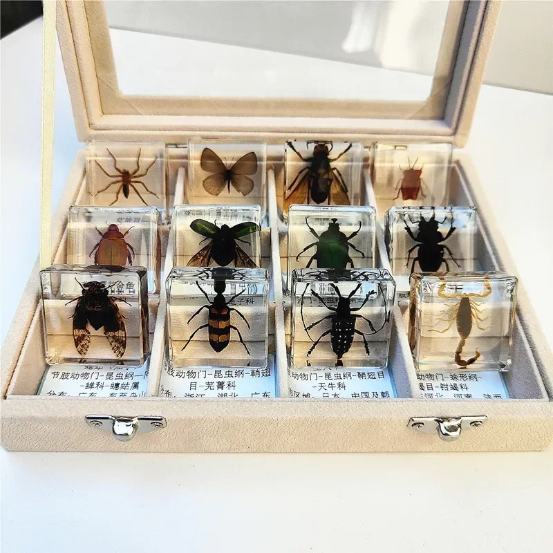 Small Animal Real Insect Resin Real Insect Beetle Beetle Scorpion Spider Cicada Beetle Specimen Ocean Figurines Miniature Crafts