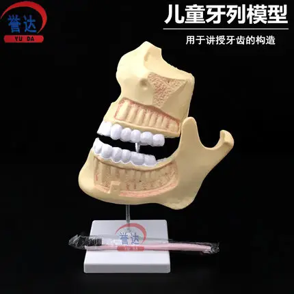 

Free shipping children's dentition model oral model tooth model kindergarten teaching aids denture model early education teachin