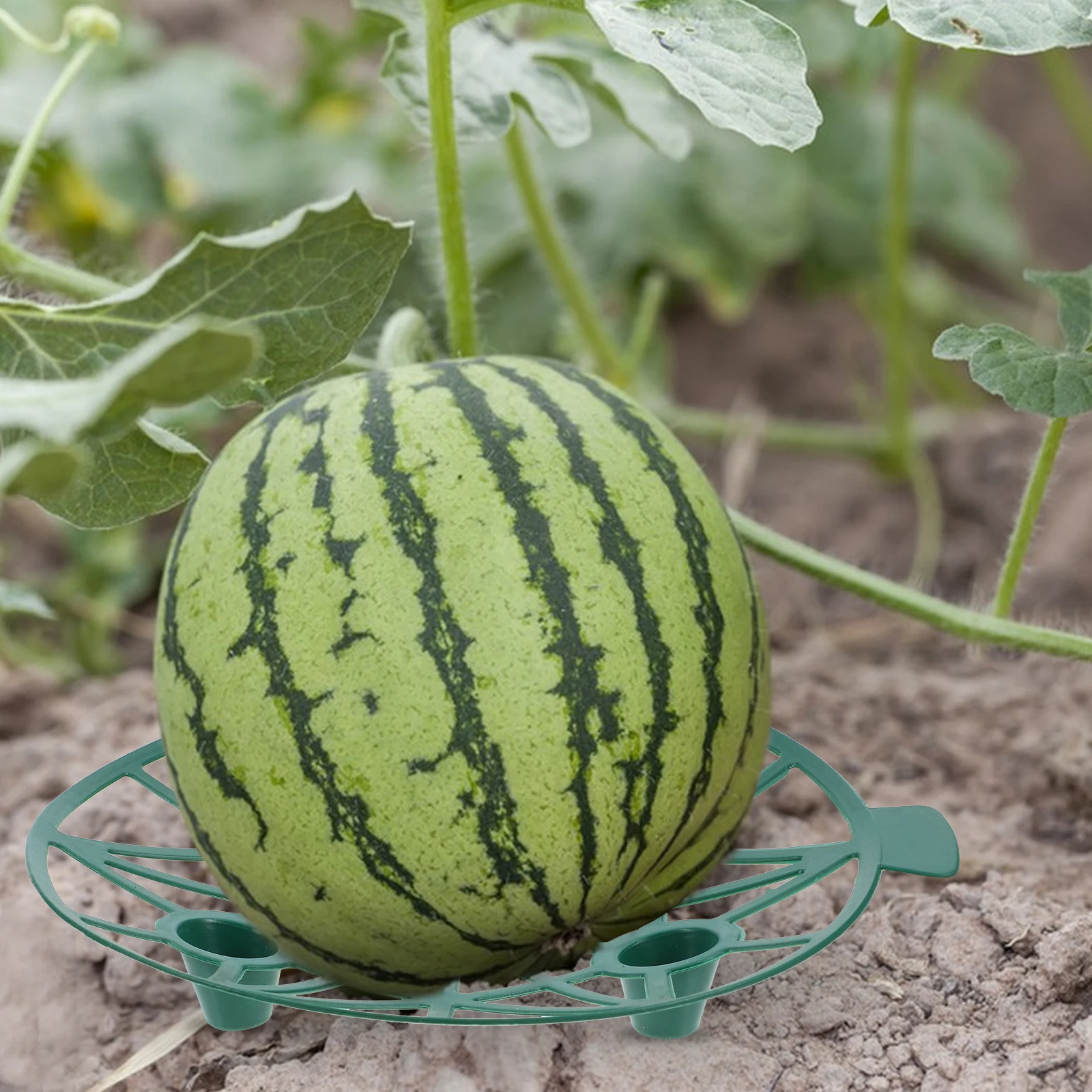 

4 Pcs Convenient Watermelon Supports Plant Fixing Rack Berry Growing Holder